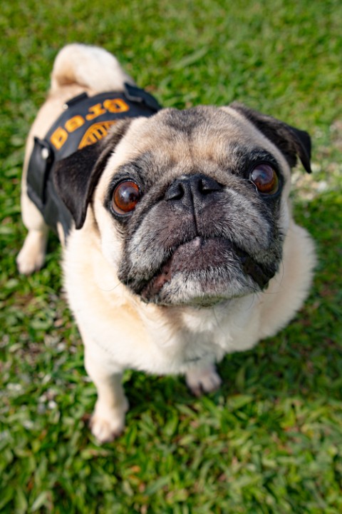 Foto do Pugnic 2026